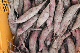 ふくむらさき　小〜中芋　5kg 栽培期間中農薬不使用