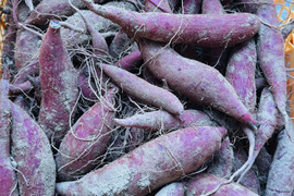 ふくむらさき　小〜中芋　5kg 栽培期間中農薬不使用