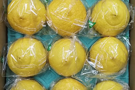 春の味　贈答用　はるか　１２玉