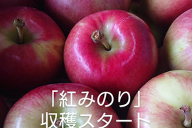 収穫始まりました！「紅みのり約10kg」硬いりんご/甘味酸味のバランスの良い品種。夏収穫りんごの中で日持ちする品種。「紅みのり」担当者高橋のお薦め品種です。