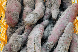 楽天市場】さつまいも 訳あり 栗かぐや 1kg 5kg 20kg さいたま産