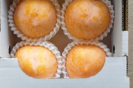 黄色いすもも  峰満イエロー　  山形県上山産