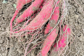 訳あり小〜中芋　栗かぐや　5kg 栽培期間中　農薬不使用