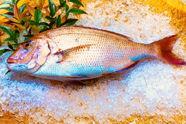 長崎市フルーツ魚　ゆうこう真鯛　一尾1〜1.2キロサイズ　　鱗と内臓処理済み。

熨斗付き可