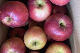 紅玉ラフランス2種盛！お試しラフランス3キロ＋訳あり紅玉3キロ　合計6キロ以上。　農薬半減栽培で安心安全