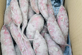 訳あり中、小芋　栗かぐや　5kg 栽培期間中　農薬不使用