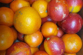 【お徳用】ジュースに最適　ブサ皮 ブラッドオレンジ   約5kg