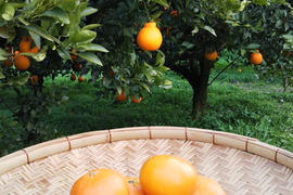 甘平　 家庭用A品　3キロ