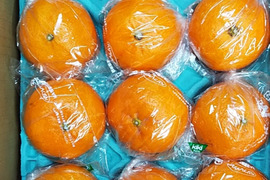 甘平　贈答用袋入り　12玉