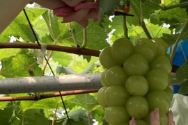 【母の日ギフト】

『冷眠』で旬をそのままに！
晴れの国岡山県産
冷凍ぶどう詰め合わせ120g×4Ｐ