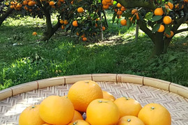 希少品種　爽やかな香り　はれひめ　加工品用　箱込み9Ｋ