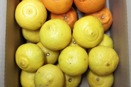 柑橘２種食べ比べ　Ａ品　不知火とはるか　箱込み４.5キロ