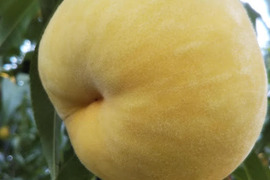 お届けは9月末～10月上旬【光月(お家用)～硬めの柿みたいな食感♪～】