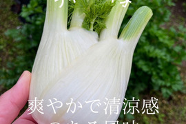 【爽やかな香りの万能野菜】京都産フェンネル500g以上（葉カット　２～３個）