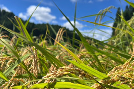 朝日の通販|お米|食べチョク|産地直送(産直)お取り寄せ通販 朝日の通販|お米|食べチョク|産地直送(産直)お取り寄せ通販