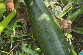 【淡路島 自然栽培 固定種 ズッキーニ】2キロ 無肥料 農薬不使用　サラダにお新香、グリルにソテー、