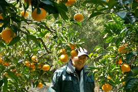 食べごろ！農薬不使用甘夏 5キロ