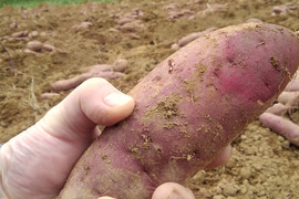 うまいっ！紅はるか（4.5㎏）【有機JAS認証】農薬不使用化学肥料不使用有機栽培サツマイモ