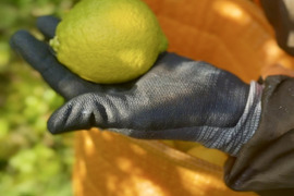 【自然栽培で育ったレモン】2kg｜皮ごと食べられる！農薬・肥料・除草剤不使用｜防腐剤・ワックス不使用【冬ギフト】