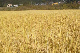 【新米令和７年産！】ヒノヒカリ20kg