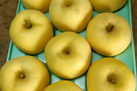 黄色いりんご　「はるか」約3kg