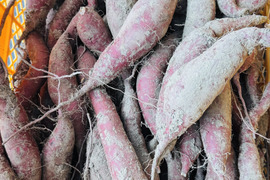 栽培期間中農薬不使用　シルクスイート　小、中芋5kg