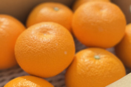 きれいな八朔！サイズ混合5kg