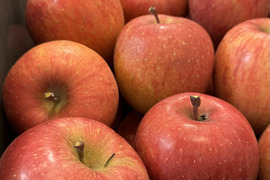 訳ありサンふじ りんご 長野県飯綱町産 サンふじ 特価！ 家庭用 5キロ箱 12玉