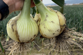 旬だよ！甘い『淡路島産新玉ねぎ』(3㎏)