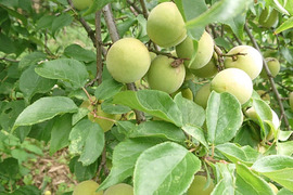 ♪　南高梅　♪／LＭサイズ500ｇ【限定5セット】　梅で一石二鳥   梅シロップと梅ジャム作り　   農薬不使用