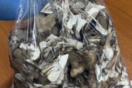 ウレシイ全ほぐし！！苦み少ない「びっくり舞茸」1kg　袋入り