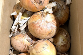 生で食べて欲しい！甘くて美味しい新タマネギ　5ｋｇ