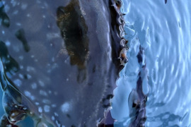 冷凍渡雌個体1キロ