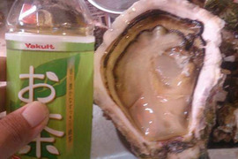 【海の怪童】岩かきんに君！
幻の500ｇ以上　錦盛丸天海岩牡蠣2個
【ナイフ軍手付き】