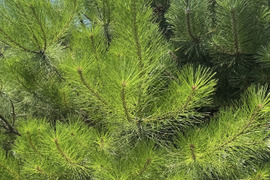 自然農法栽培　赤松の新芽　500g 自然豊かな山間で育った瑞々しい赤松新芽です　爽やかな酸味が特徴です　お茶・酵素シロップ・松葉酒・梅干し漬けに