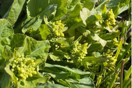 シャキッと菜花入ります 、やさいはメインディッシュ【野菜7種位】自然農の畑から、肥料農薬不使用、固定種