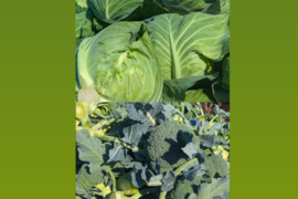 （増量サイズ）ともちゃんセット