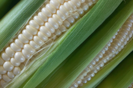 ㊗️🎖️食べチョクアワード２０２５入賞🎖️㊗️✨️１４本✨️白いとうもろこし✨️