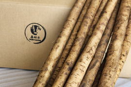 柔らかくて美味しい　サラダゴホウ3kg
