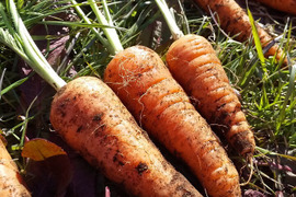 エシカル消費、耕さない、草ともにある畑から、野菜をお届け   多様な生き物とともに、自然農の畑から、不耕起草生、種とり、農薬肥料不使用