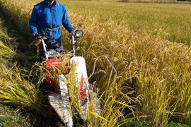 【新米発送中】  令和7年米、品種に優る技術なし、玄米、精米も対応（肥料農薬不使用、自家採種、おだ掛け）　晩生種のあじわい、玄米4キロ