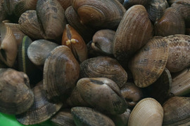 ワイズユースの恵み　根室市風蓮湖・温根沼産　豆アサリ＜3㎏＞