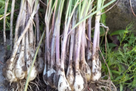 ２年もの【数量限定】❗️生らっきょう☆約2.0kg（箱込み）農薬化学肥料不使用・土つき・無選別