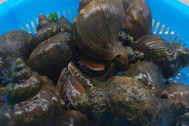 【福袋】北海道根室の豆アサリと青ツブのセット