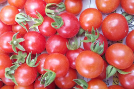 【野菜7種位】自然農の畑から、肥料農薬不使用、固定種