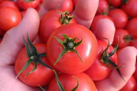 【ぶるベジの看板娘】極薄皮と奥深い旨み！！農園一番推しのコク旨とまと「華おとめ」１kg