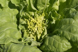 菜花シャキっと 脱プラ梱包【みどりの畑から野菜たちのセット】自然農の畑から、不耕起草生　草とともに台地の畑で２6年の積み重ね、種とり、農薬肥料不使用）