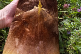 シャキッとタケノコ入ります 、やさいはメインディッシュ【野菜6種位】自然農の畑から、肥料農薬不使用、固定種