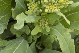 【地球によりそう野菜たちのセット2倍量】不耕起草生　耕さない草とともに台地の畑で２5年の野菜(種とり、農薬肥料不使用）