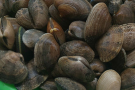 ワイズユースの恵み　根室市風蓮湖・温根沼産　豆アサリ＜1.5㎏＞　砂抜き済み